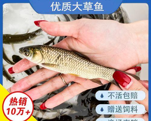 哪种鱼药能有效预防鱼苗死亡？使用鱼药的注意事项是什么？