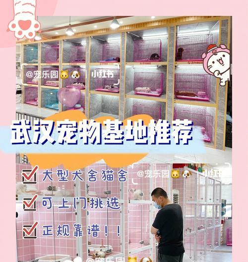 深圳泰迪配对需要多少费用？费用标准是什么？