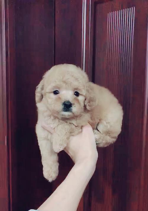 深圳泰迪配对需要多少费用？费用标准是什么？
