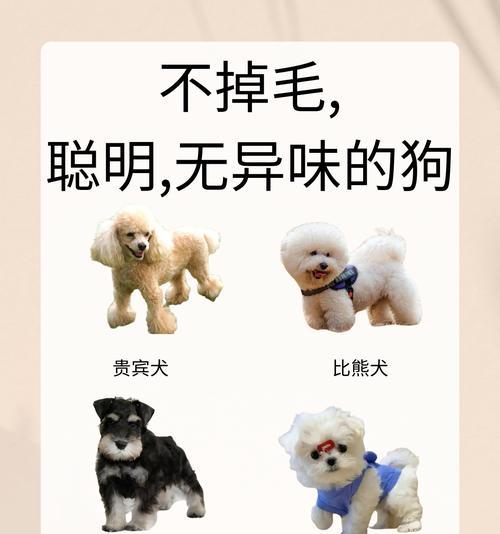 泰迪犬长到多少个月停止生长？