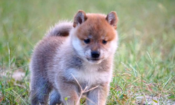 柴犬每月除虫费用大概是多少？除虫对狗狗健康有何益处？