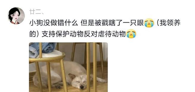 狗吃猫粮真的好吗？狗吃猫粮会有哪些反应？