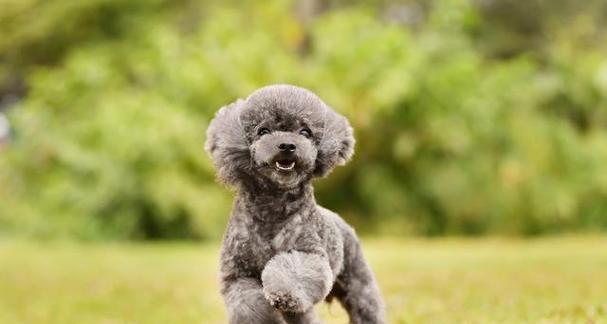 泰迪犬8个月大体重多少才算正常？如何判断其健康状况？