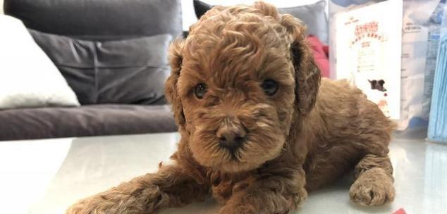 泰迪犬8个月大体重多少才算正常？如何判断其健康状况？