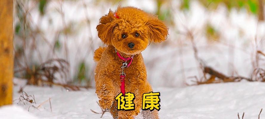 泰迪犬8个月大体重多少才算正常？如何判断其健康状况？
