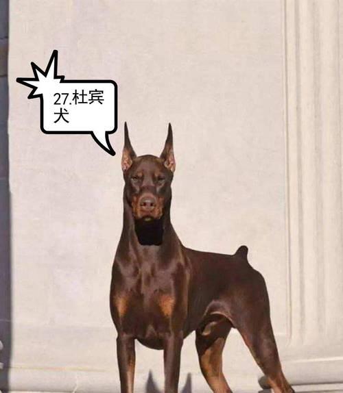 山西地区禁止饲养的大型犬品种有哪些？