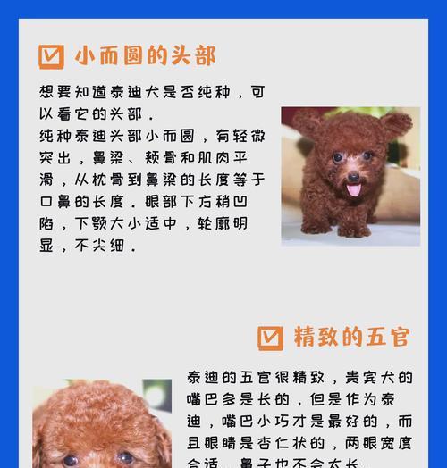 泰迪犬喝羊奶的最佳温度是多少？