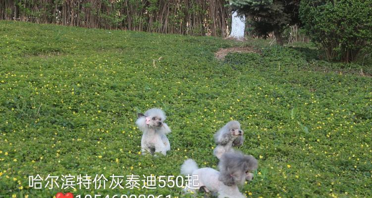 泰迪指甲剪的价格是多少？如何正确修剪泰迪指甲？