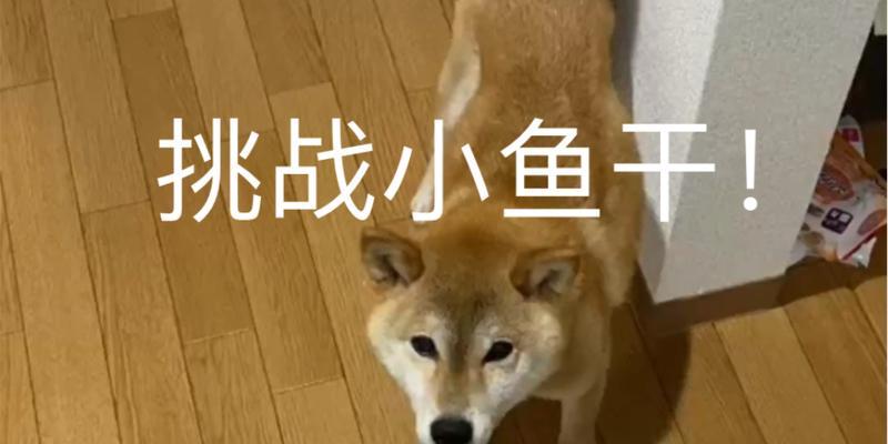 小鱼苗一样的鱼叫什么名字？豆柴犬多少钱一只怎么卖？