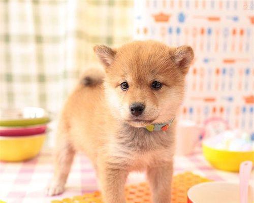小鱼苗一样的鱼叫什么名字？豆柴犬多少钱一只怎么卖？