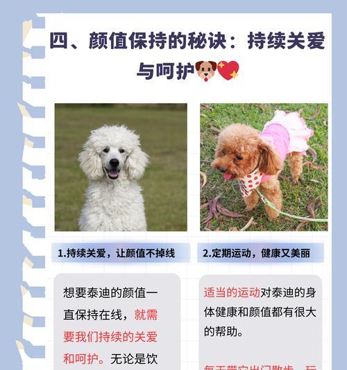 泰迪犬的理想体重是多少千克？如何判断泰迪是否过重或过轻？
