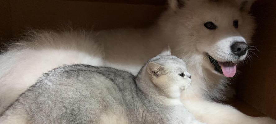 哪些小型猫咪犬最容易训练？