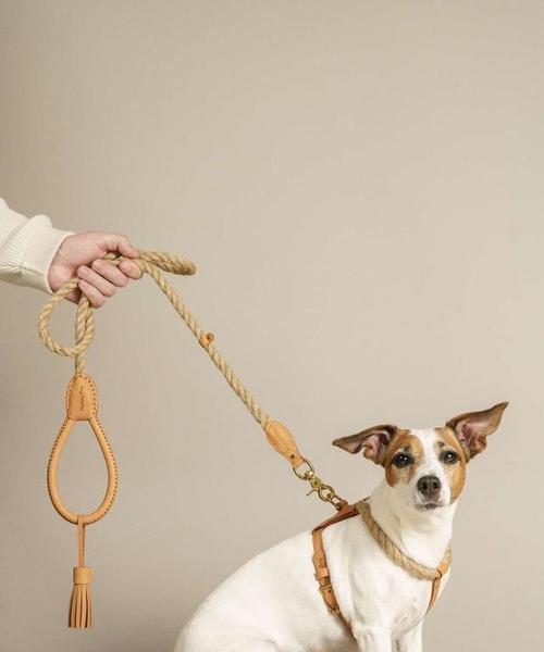 大型犬都有哪些优缺点和特点？如何根据自己的生活方式选择？