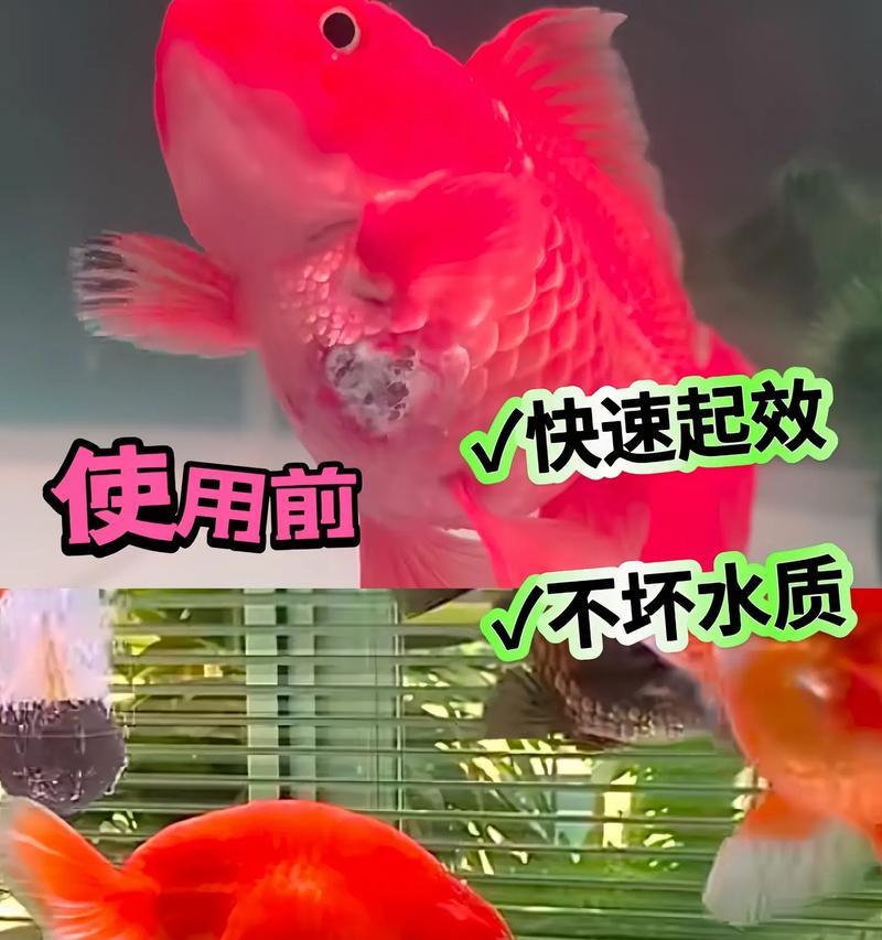 鱼苗长白毛是什么原因？如何预防和治疗鱼苗的白毛病？