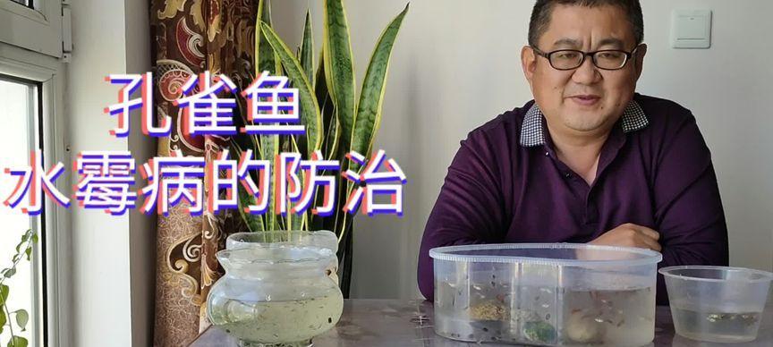 鱼苗长白毛是什么原因？如何预防和治疗鱼苗的白毛病？