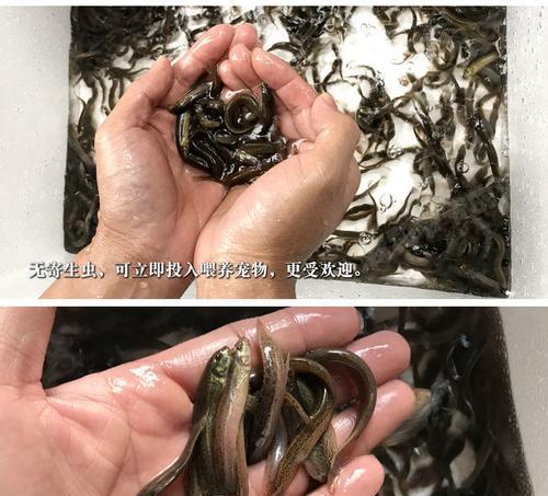 玛丽鱼苗的饲料选择有哪些？如何喂养最健康？