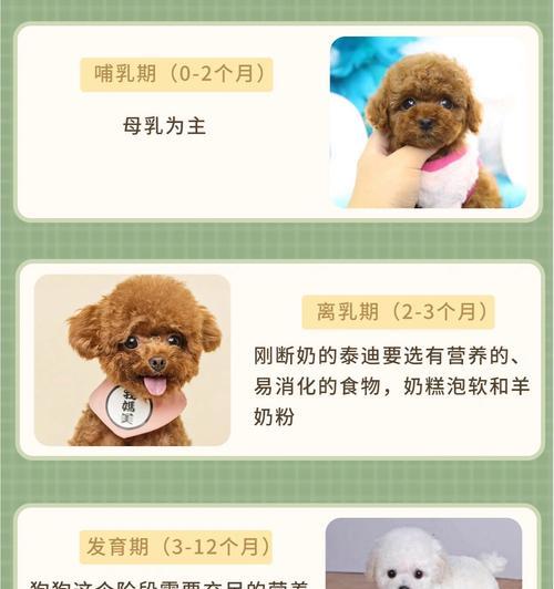 小泰迪一个月的花费是多少？如何合理预算养泰迪的费用？
