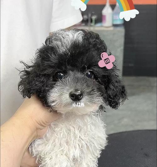 长沙地区精品泰迪的价格是多少？购买时应注意什么？
