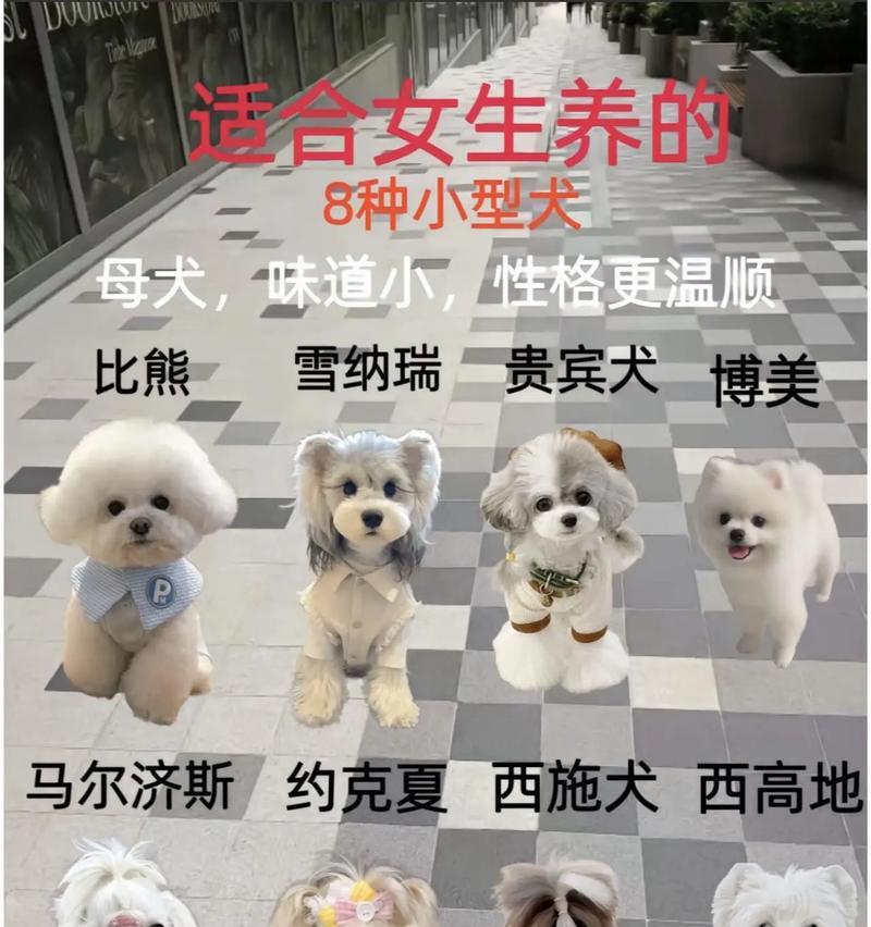 哪些小型犬不会到处跑？小型犬的活动习性如何？