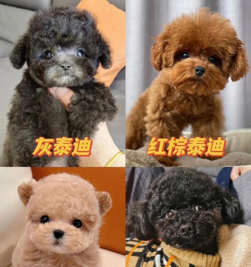小型泰迪多少钱一只白色？白色小型泰迪的购买和养护成本？