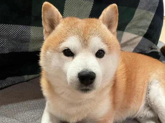 哪儿可以领养柴犬狗呢多少钱？领养柴犬需要满足哪些条件？