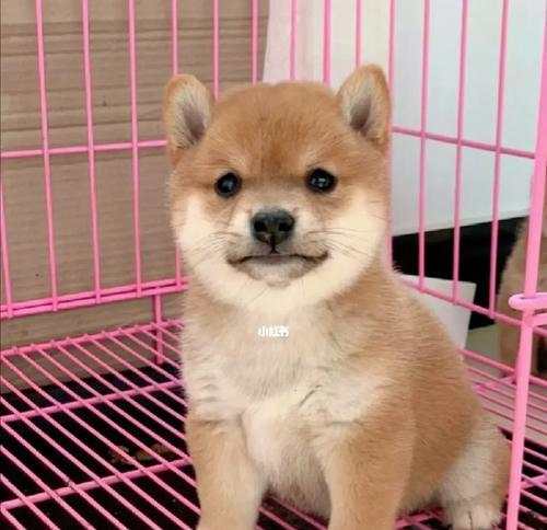 哪儿可以领养柴犬狗呢多少钱？领养柴犬需要满足哪些条件？