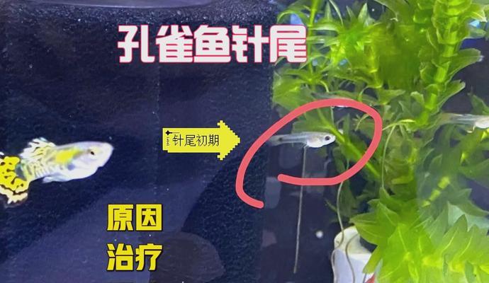 孔雀鱼苗尾巴全红是疾病吗？如何治疗？