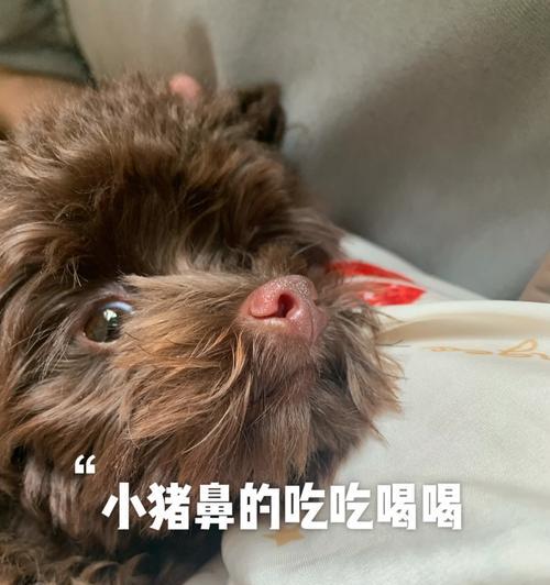 泰迪补胶原蛋白一盒的价格是多少？它对泰迪有什么好处？