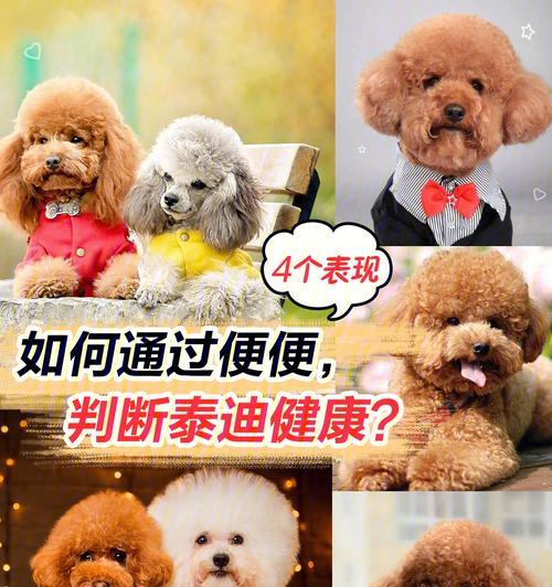 成熟泰迪的标准体重是多少？怎样判断泰迪是否超重？