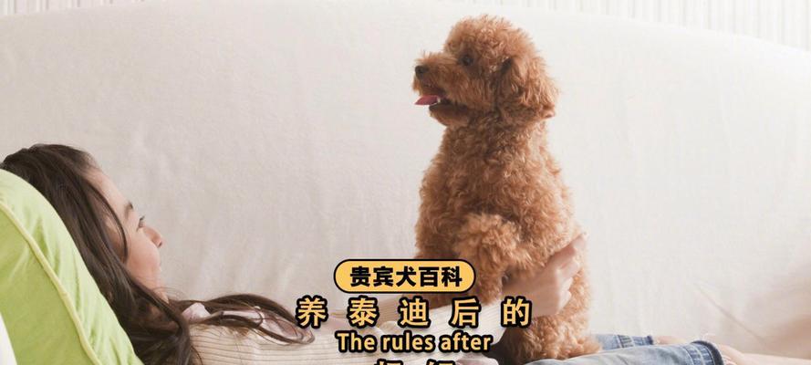 泰迪犬作为田园犬养需要多少钱？