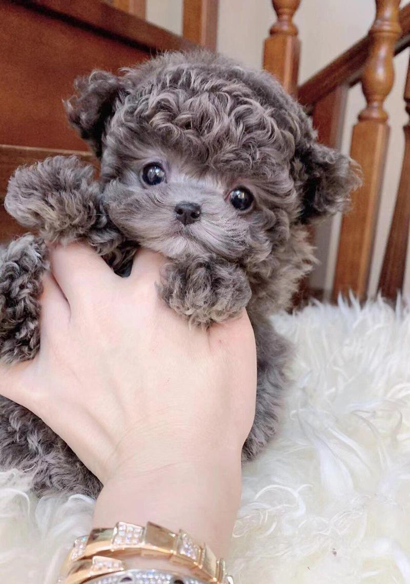 泰迪犬作为田园犬养需要多少钱？