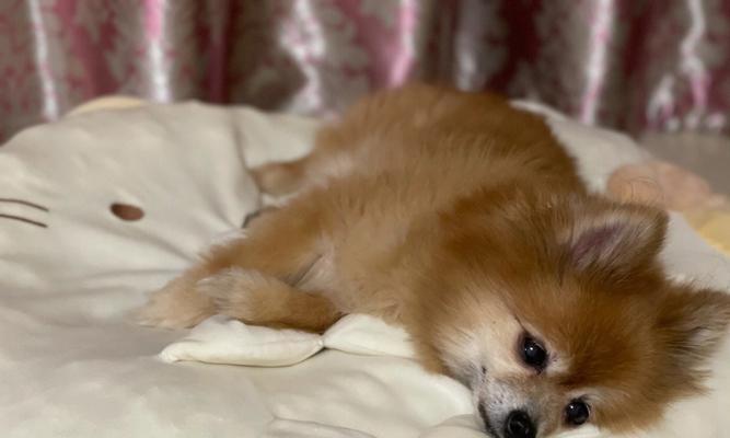 红龙鱼苗眼睛睁不开是为什么？如何处理这种情况？