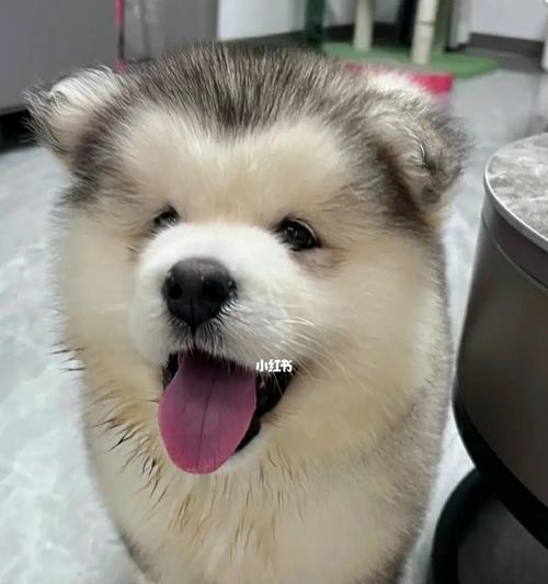 哪些大型犬最擅长拆家？如何选择最好养的大型犬？