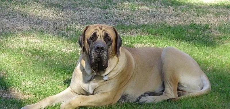 哪些大型犬最擅长拆家？如何选择最好养的大型犬？