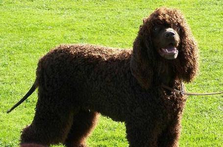 哪些大型犬最擅长拆家？如何选择最好养的大型犬？