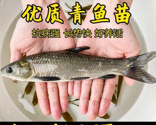 哪些鱼苗品种容易养大？养大鱼苗的秘诀是什么？
