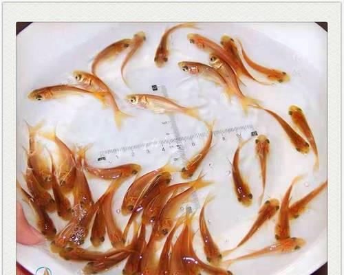 哪些鱼苗品种容易养大？养大鱼苗的秘诀是什么？