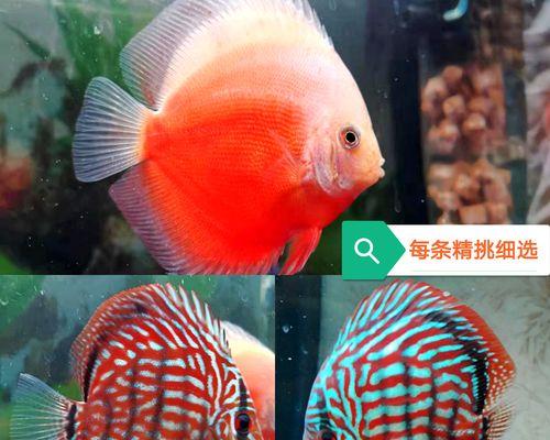 燕鱼苗中哪些品种最值钱？如何鉴别？