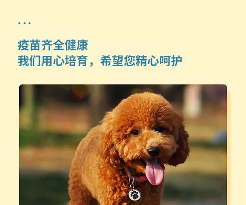 巨贵泰迪的价格范围是多少？购买时应注意什么？