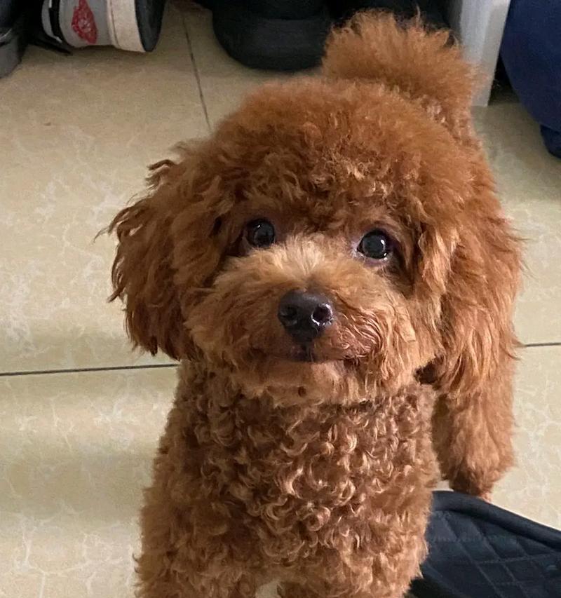 泰迪宝宝进行髌骨手术的费用是多少？手术后的恢复期是多久？