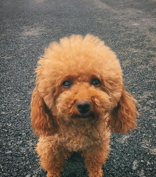 养泰迪犬每月成本多少？如何合理预算？