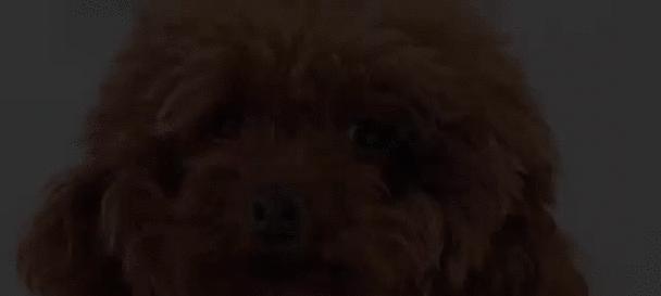 泰迪配狗的适宜时间和费用是多少？