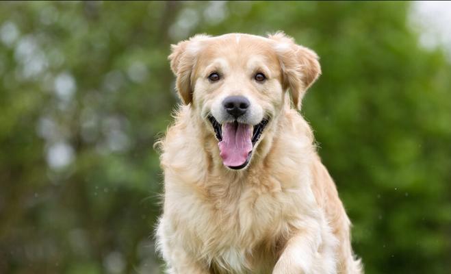 女生养的大型犬颜值高的有哪些？哪些品种适合女生？