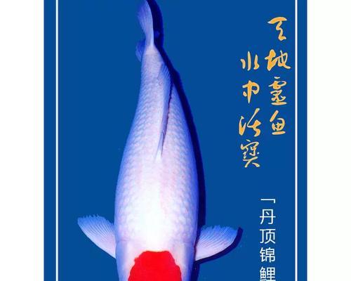 鸿运当头生出来鱼苗什么颜色？鸿运当头鱼苗颜色的遗传规律是什么？