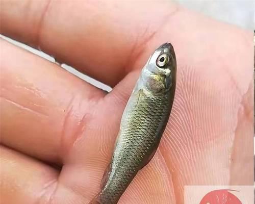 西藏供应鱼苗的商家或地点有哪些？购买时应注意什么？