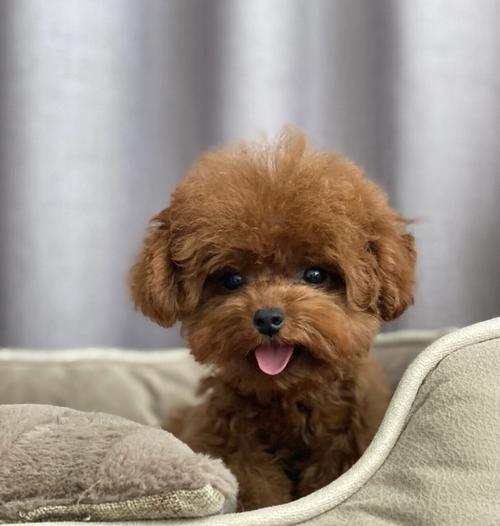 一只茶杯泰迪的价格是多少？