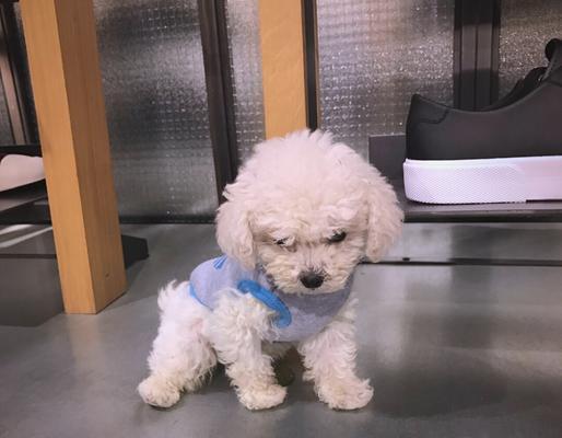 一只茶杯泰迪的价格是多少？