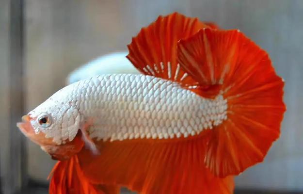 斗鱼苗有哪些便宜的品种？应该如何选择？