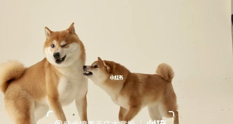 柴犬体型检查多少钱？定期检查的重要性是什么？