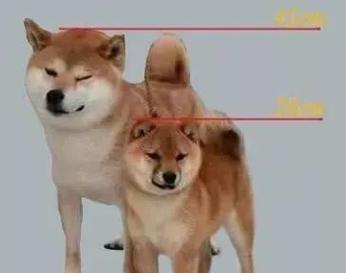 柴犬体型检查多少钱？定期检查的重要性是什么？